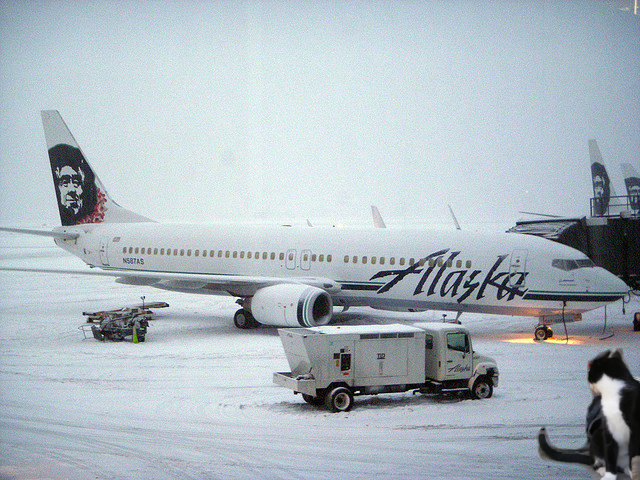 cat by an Alaska Airlines 737