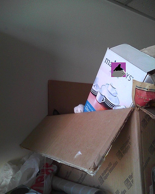 cat hiding in a box