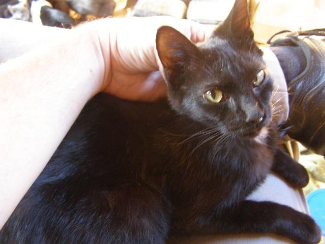 Inky black cat on lap