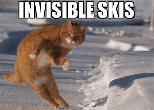 cat with invisible skis