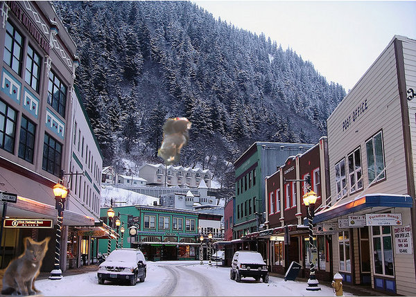 cats on the streets of Juneau