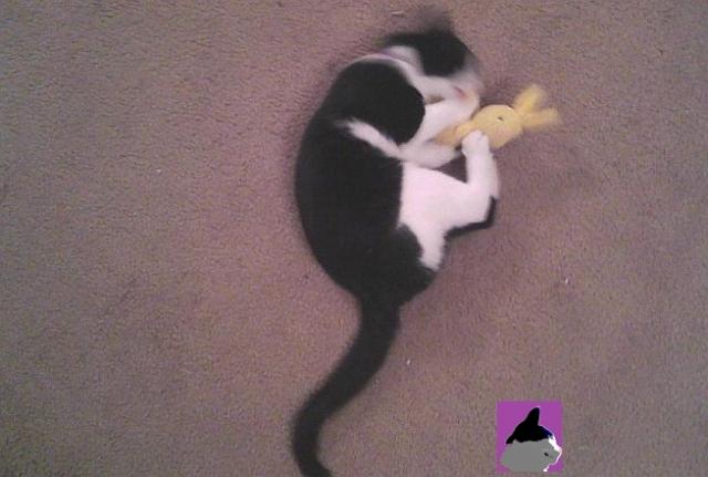 cat playing with catnip bunny