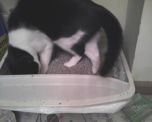 cat using litterbox