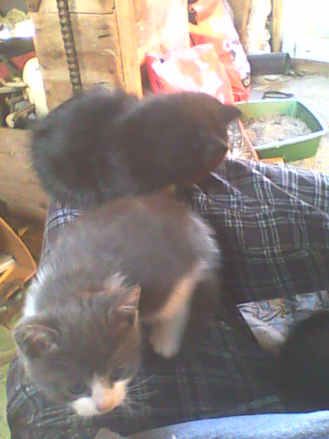two kittens on one side of a lap