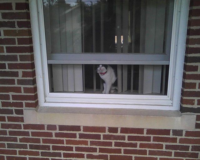 cat looking out window