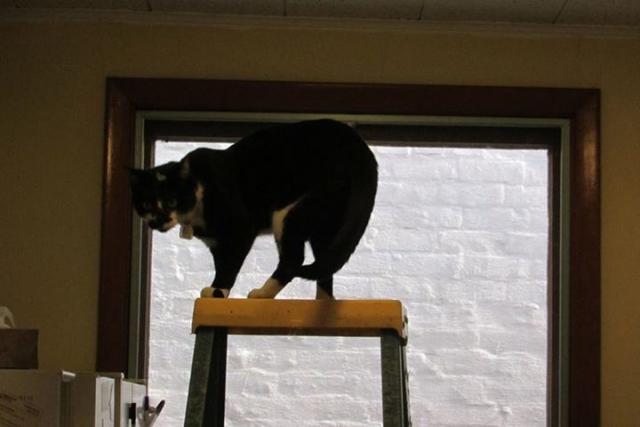 cat on a ladder