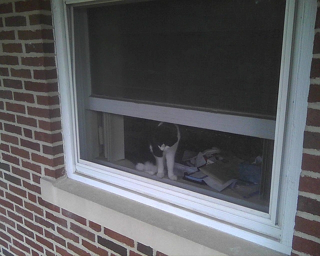 cat at the window