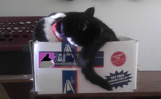 cat sleeping on a box