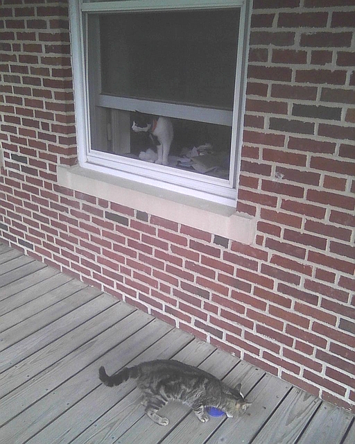 cat watching cat out window