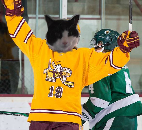 cat in gopher hockey sweater 
