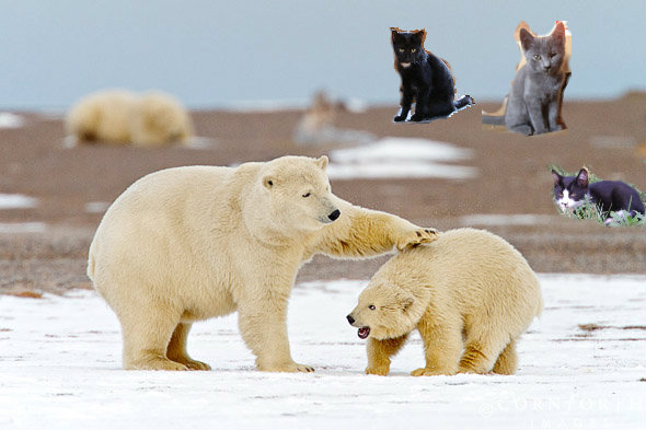 cats watching polar bears