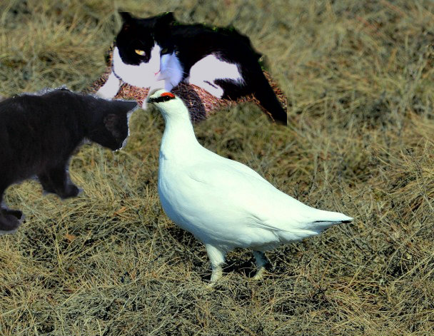 cats and ptarmigan