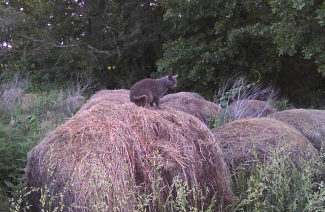cat on hay bsle