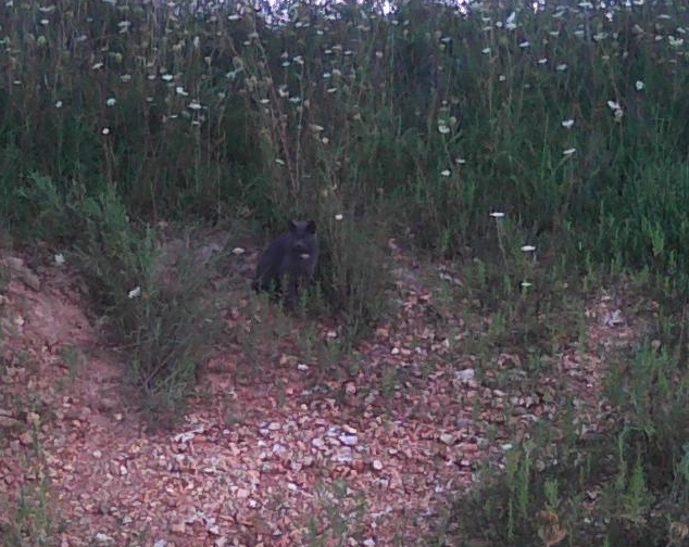 grey kitty in weeds
