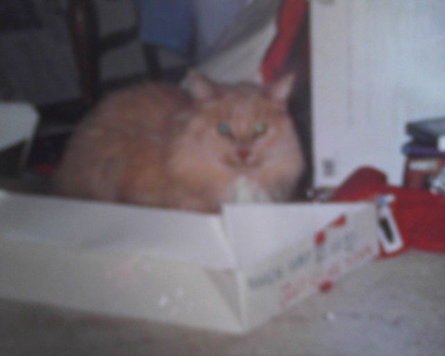 Sandy Cat in a Christmas Box