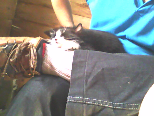 tuxedo kitten sleeping on a lap