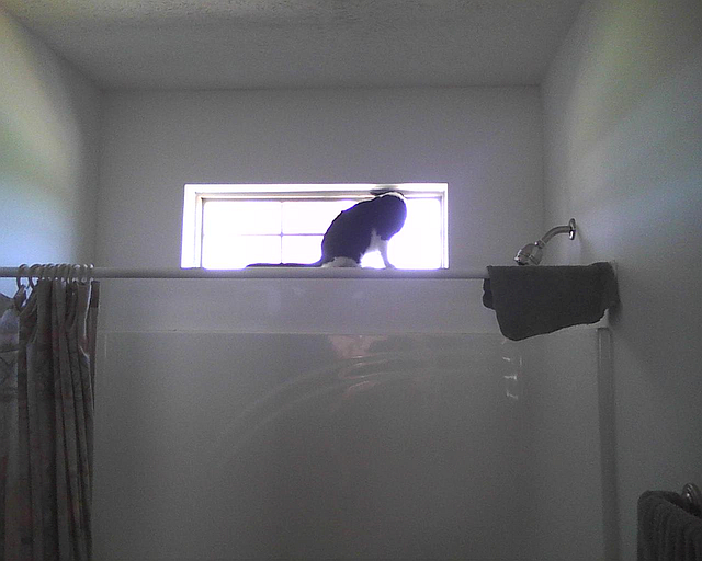 cat in window above shower
