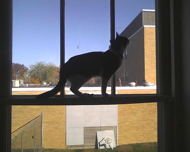 silhouette of a cat in front of a building