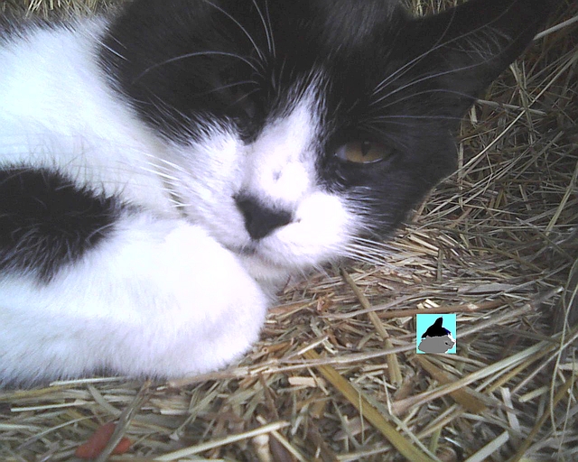 tuxedo cat sleeping on hay