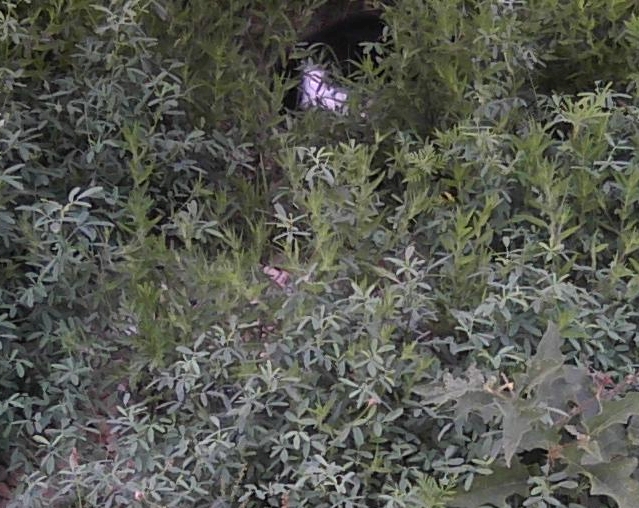 Tuxedo cat queen in weeds
