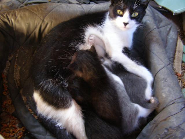 tuxedo queen cat nursing kittens