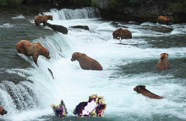 cat and kittens with bears fishing for salmon