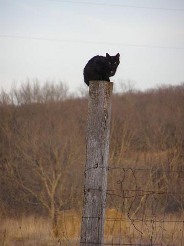Black cat on a post