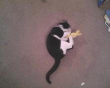 cat playing with bunny soaked in catnip