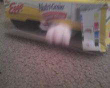 cat coming through box of waffles