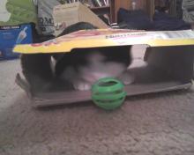 cat playing with ball and box