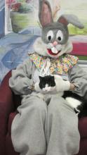 tuxedo cat sitting on the lap of the Easter Bunny