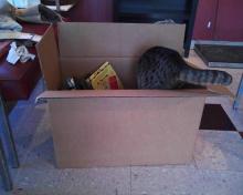 tabby cat in box