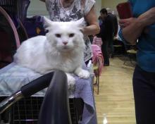 white cat waiting at cat show