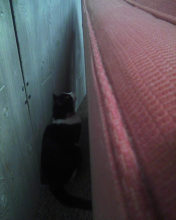 cat hiding behind couch