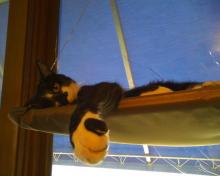 tuxedo cat in window seat