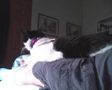 cat on lap