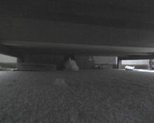 cat hiding under bed