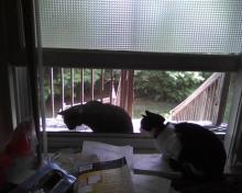 cats at the window
