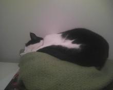 cat on blanket on closet shelf