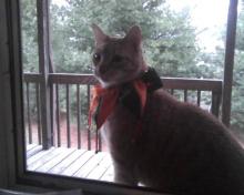 orange cat in fool's collar