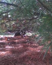 cat under pine tree