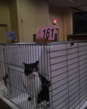 cat 161 in her cage