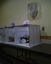 cat 161 in her cage