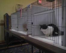 cats in cat show cages