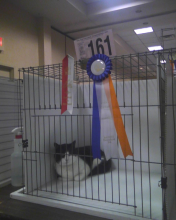 cat 161 with ribbon of merit and 3rd place