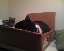 sleeping in a box on a shelf