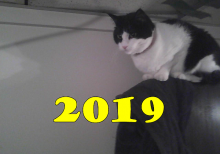New Year 2019 with tuxedo cat