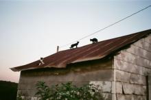 cats on roof