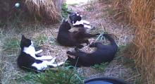 four cats in a hay pen