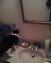 cat on bathroom sink